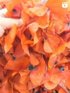 Récolte du coquelicot pour la préparation de notre sirop de coquelicot - Cliquez pour accéder aux vidéos