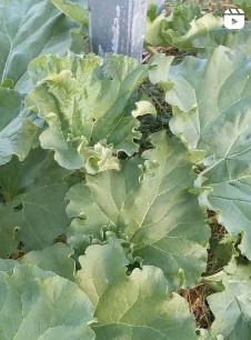 Récolte du coquelicot pour la préparation de notre sirop de coquelicot - Cliquez pour accéder aux vidéos