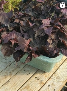 Récolte du coquelicot pour la préparation de notre sirop de coquelicot - Cliquez pour accéder aux vidéos